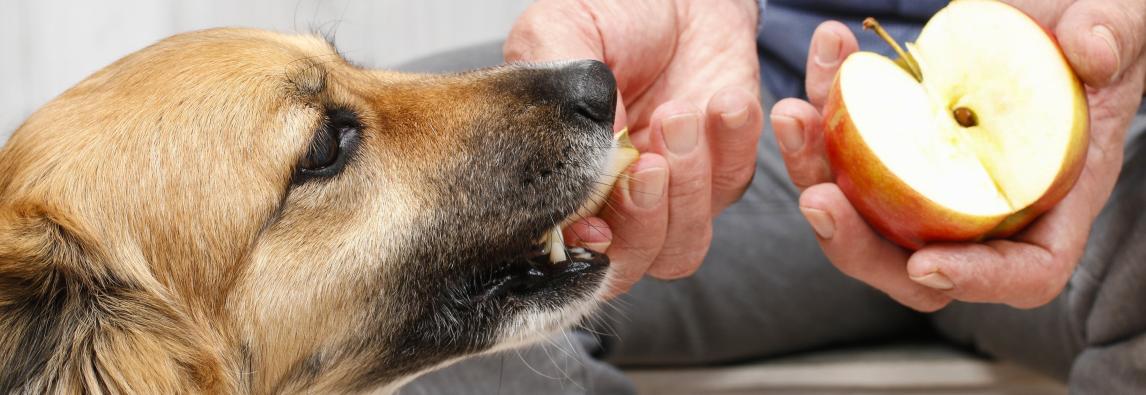 Frutas para cães – benefícios e cuidados