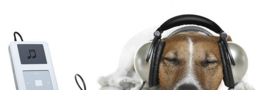 (Português) Os cachorros gostam de música?