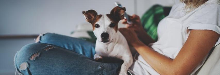 Sites reúnem ‘babás de pets’ que hospedam animais de outras pessoas