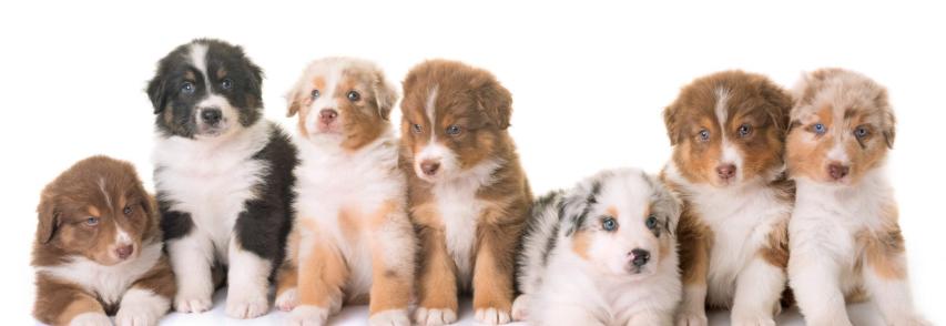 (Português) Filhotes de cachorro – Preparação e cuidados básicos
