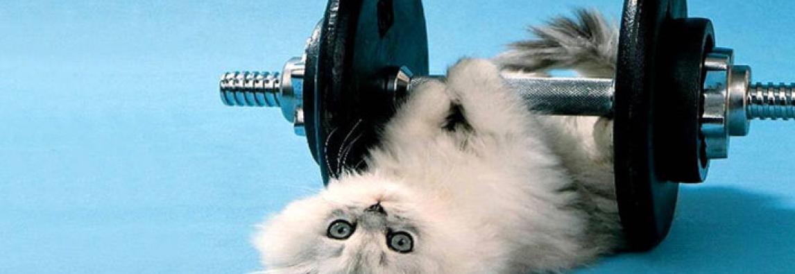 Exercício para gatos obesos