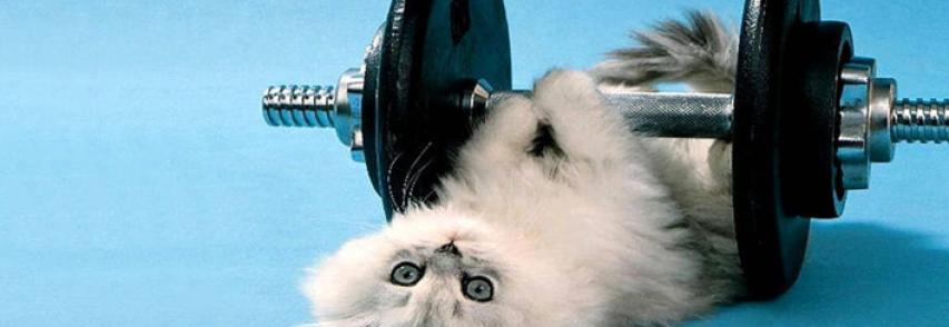 Exercício para gatos obesos