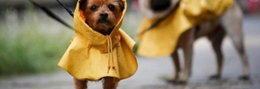 Animais precisam de cuidados especiais em dias de chuvas