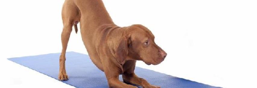 (Português) Conheça a Doga, a Yoga para cães