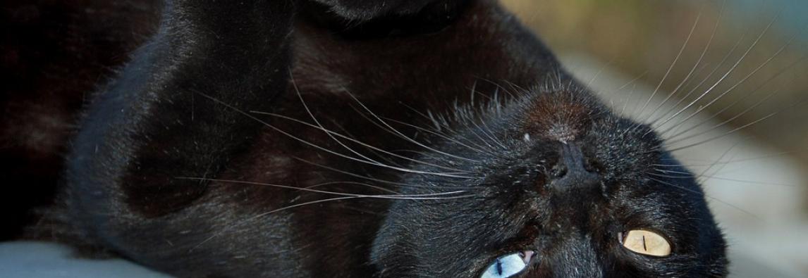 (Português) Por que é tão perigoso doar gato preto no mês de outubro?