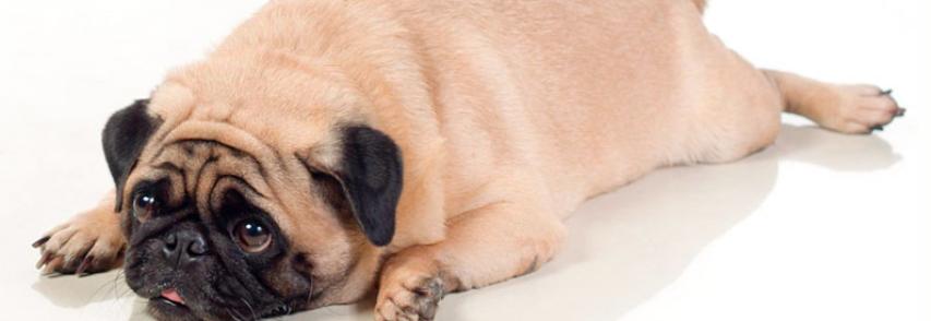 (Português) Cachorro obeso: veja como fazer o seu cachorro emagrecer de um jeito saudável