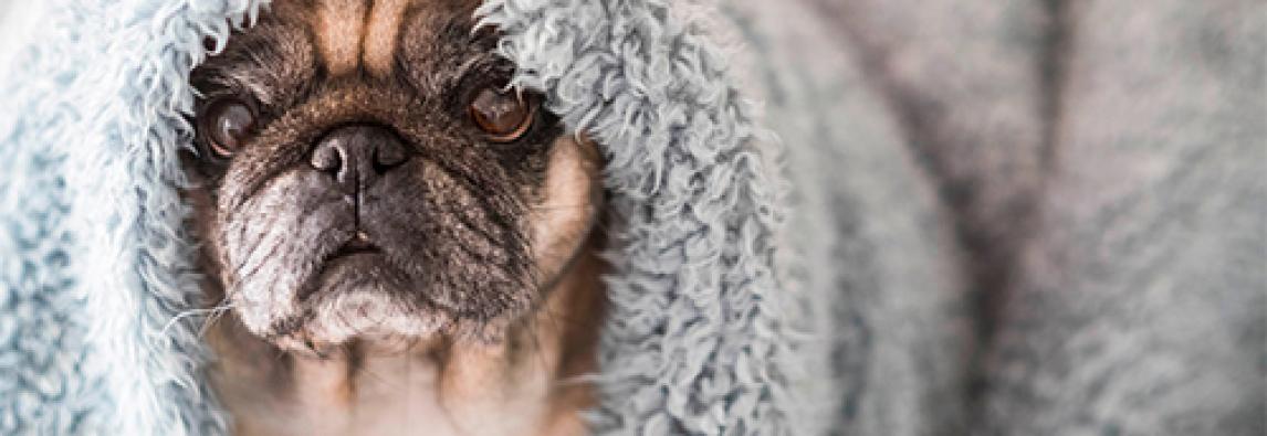 (Português) Cuidados com pug no inverno: 6 maneiras de proteger seu cachorro no frio