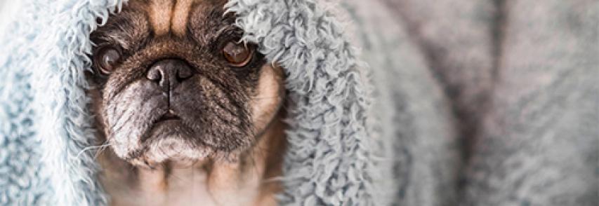 Cuidados com pug no inverno: 6 maneiras de proteger seu cachorro no frio
