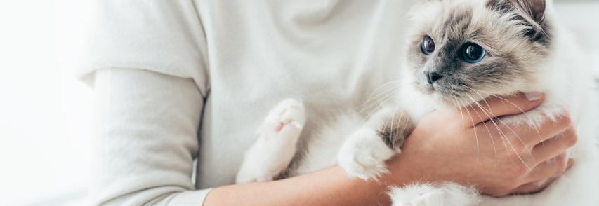 (Português) Cat sitter: o que saber na hora de contratar o serviço
