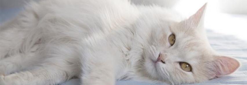 Os cuidados especiais com os gatos brancos