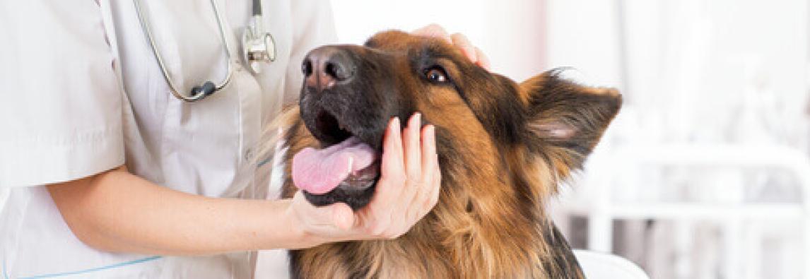 (Português) Olho seco em cães: causas, sintomas e tratamento