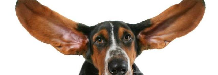 (Português) Cachorro surdo – Como identificar a surdez em cães