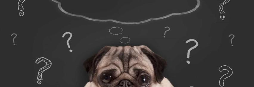 (Português) Disfunção cognitiva canina: você já ouviu falar dela?