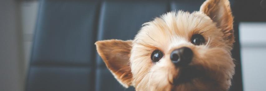 Os 5 problemas de comportamento mais comuns em cachorros