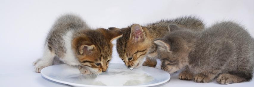 Mitos e verdade: gato pode beber leite?