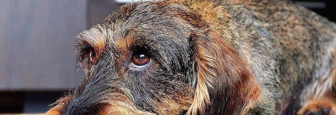 (Português) Dermatite canina: o que é e como tratar esse problema de pele