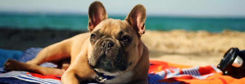 Levar cães à praia aumenta riscos de verme do coração