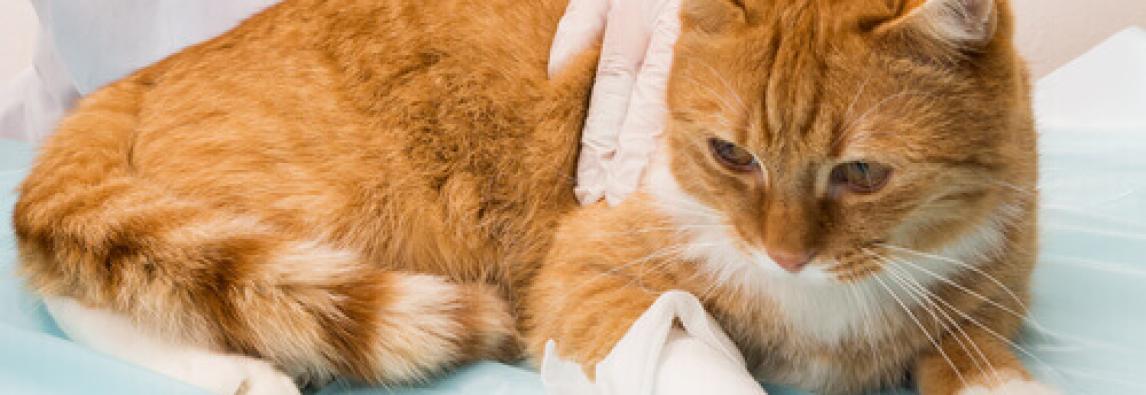 (Português) Hemorragia em gatos: como agir para minimizar os danos
