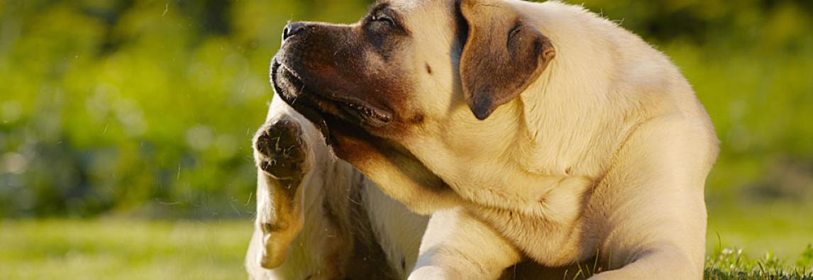 (Português) Alergias de Cães – Sintomas e tratamentos
