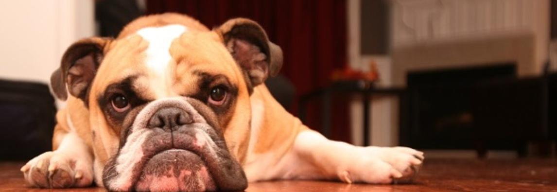 (Português) Cachorro estressado? Estudo revela que comportamento dos donos pode refletir nos animais