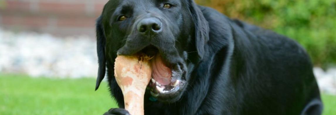 (Português) Cães agressivos com comida: Saiba como lidar e evitar