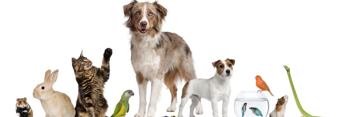 Mercado pet: 132 milhões de animais de estimação no Brasil