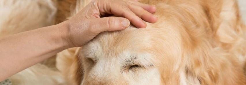 As 5 doenças de pele mais comuns nos cachorros