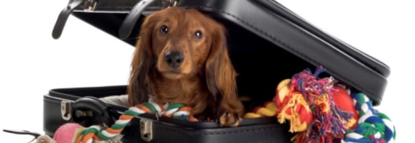 Seu cão passa mal durante as viagens ? Veja o que fazer!